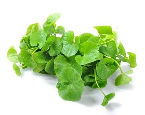 Weiprost contén Gotu Kola (Centella asiatica)